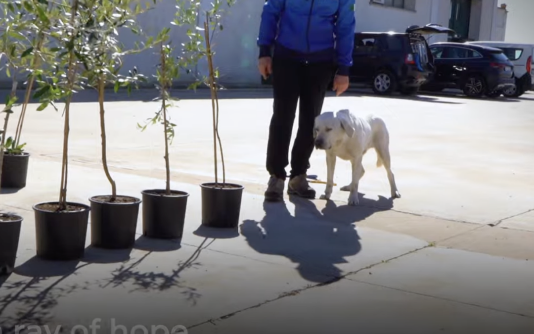 BeXyl’s Ellis and Paco anti-Xylella dogs starring in UN-FAO video
