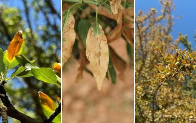 CSIC and BeXyl to collaborate with USDA on Xf remote sensing detection