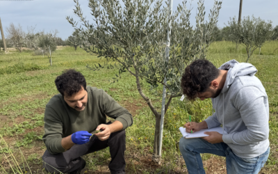 Surveys in Xf-resistant olive groves started in Apulia