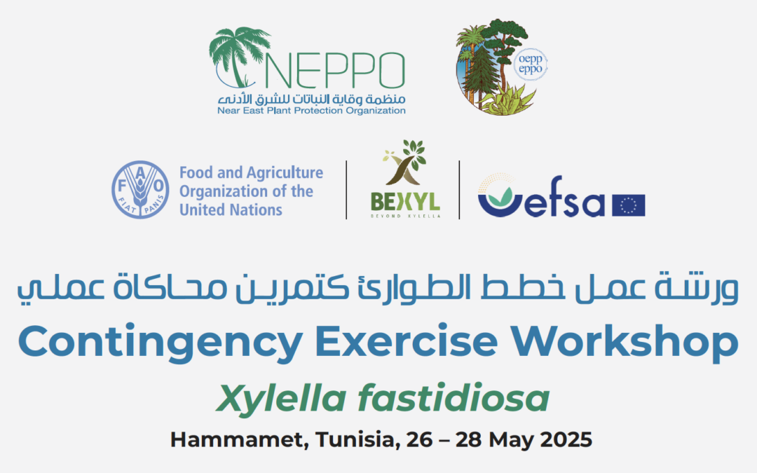 BeXyl to animate a simulation exercise on Xf and plant health emergency in Tunisia